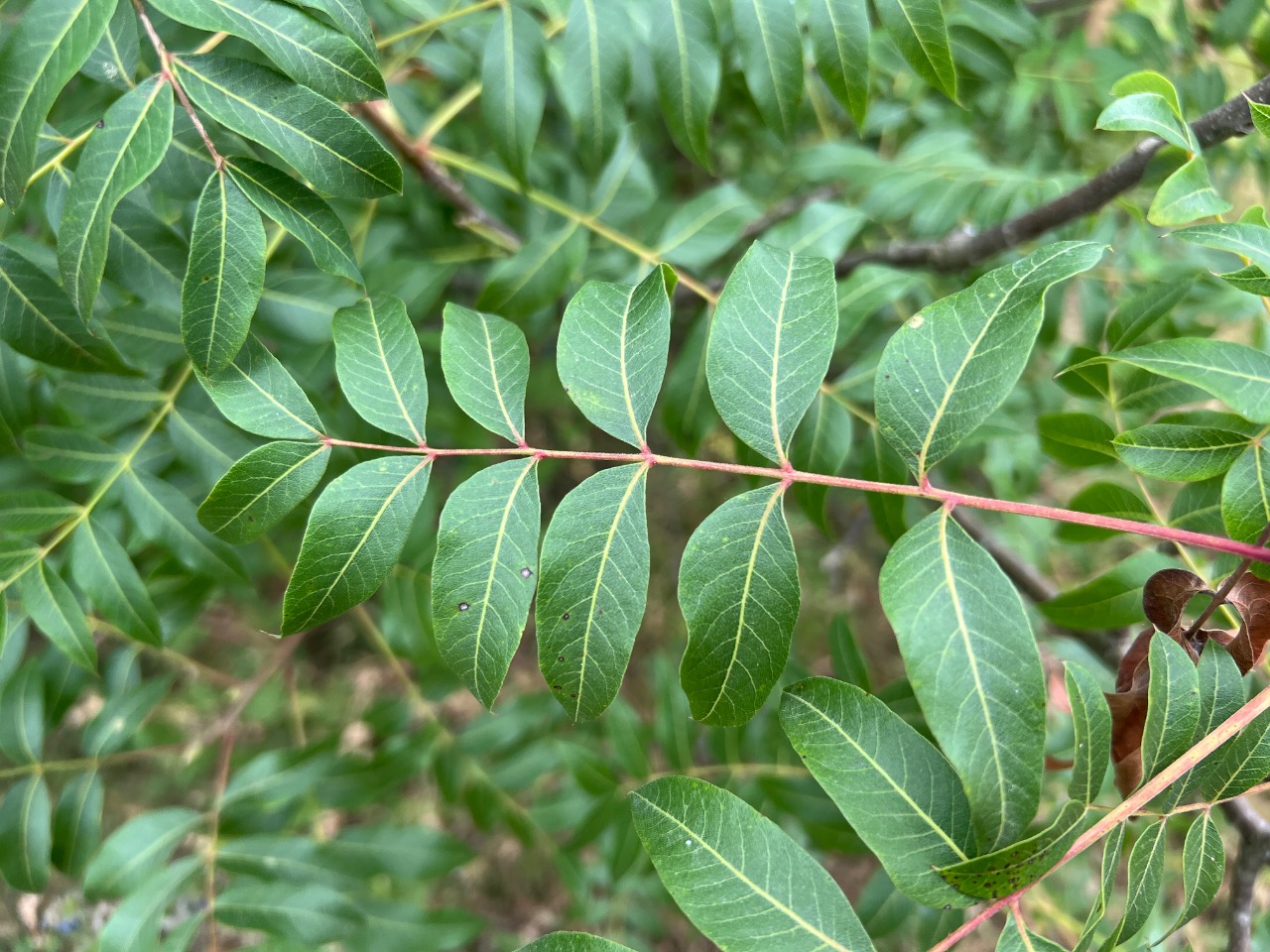 Pistacia terebinthus
