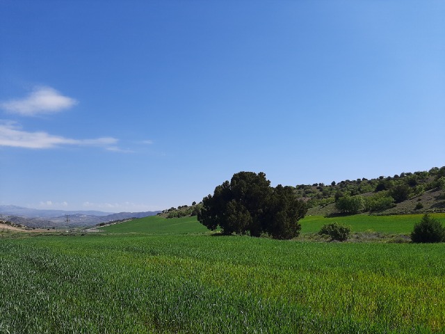 Juniperus foetidissima