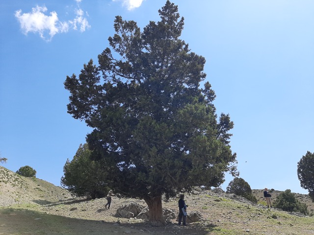 Juniperus foetidissima