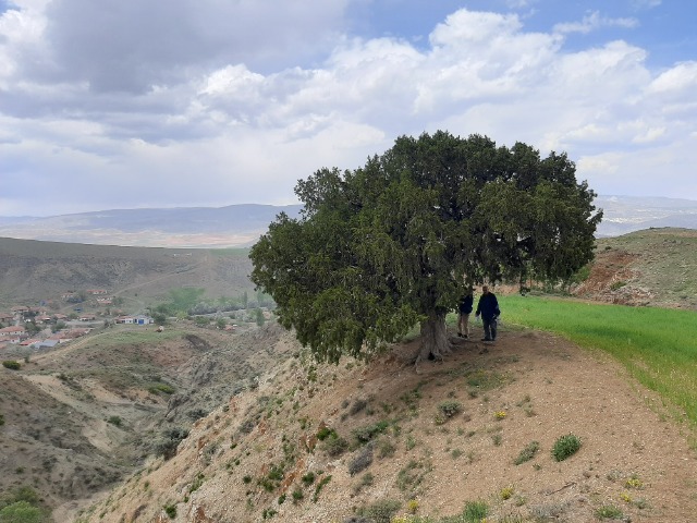 Juniperus foetidissima