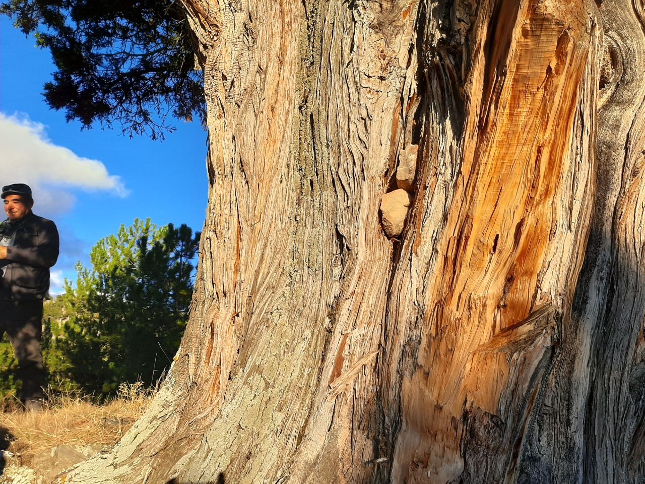 Juniperus foetidissima