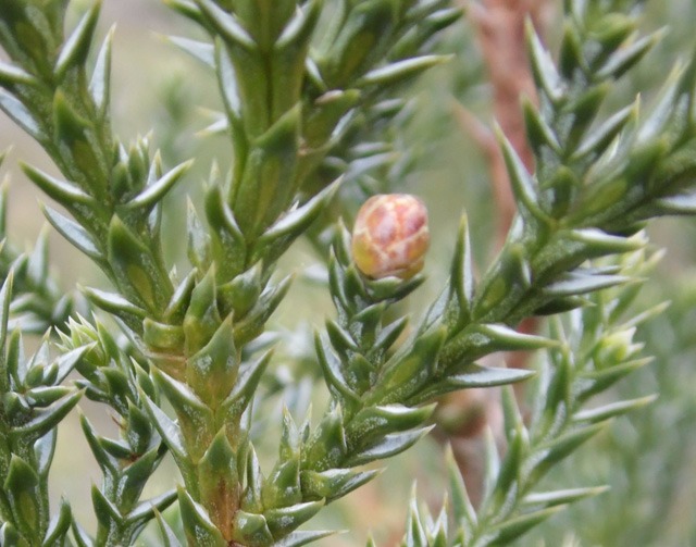 Juniperus foetidissima