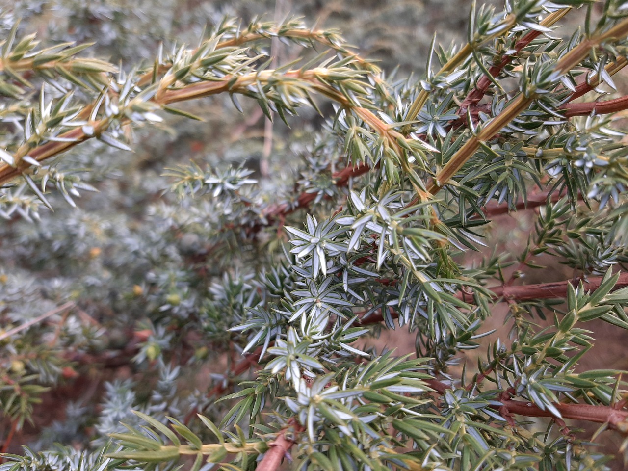 Juniperus communis