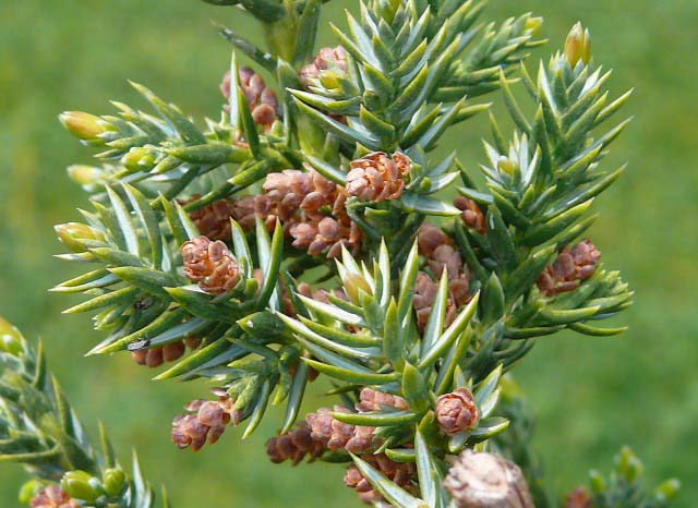 Juniperus communis