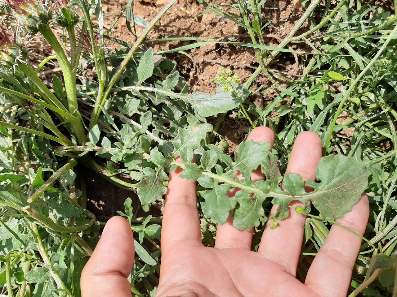 Centaurea urvillei