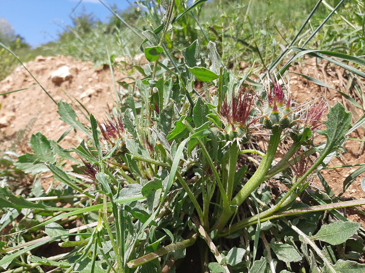 Centaurea urvillei