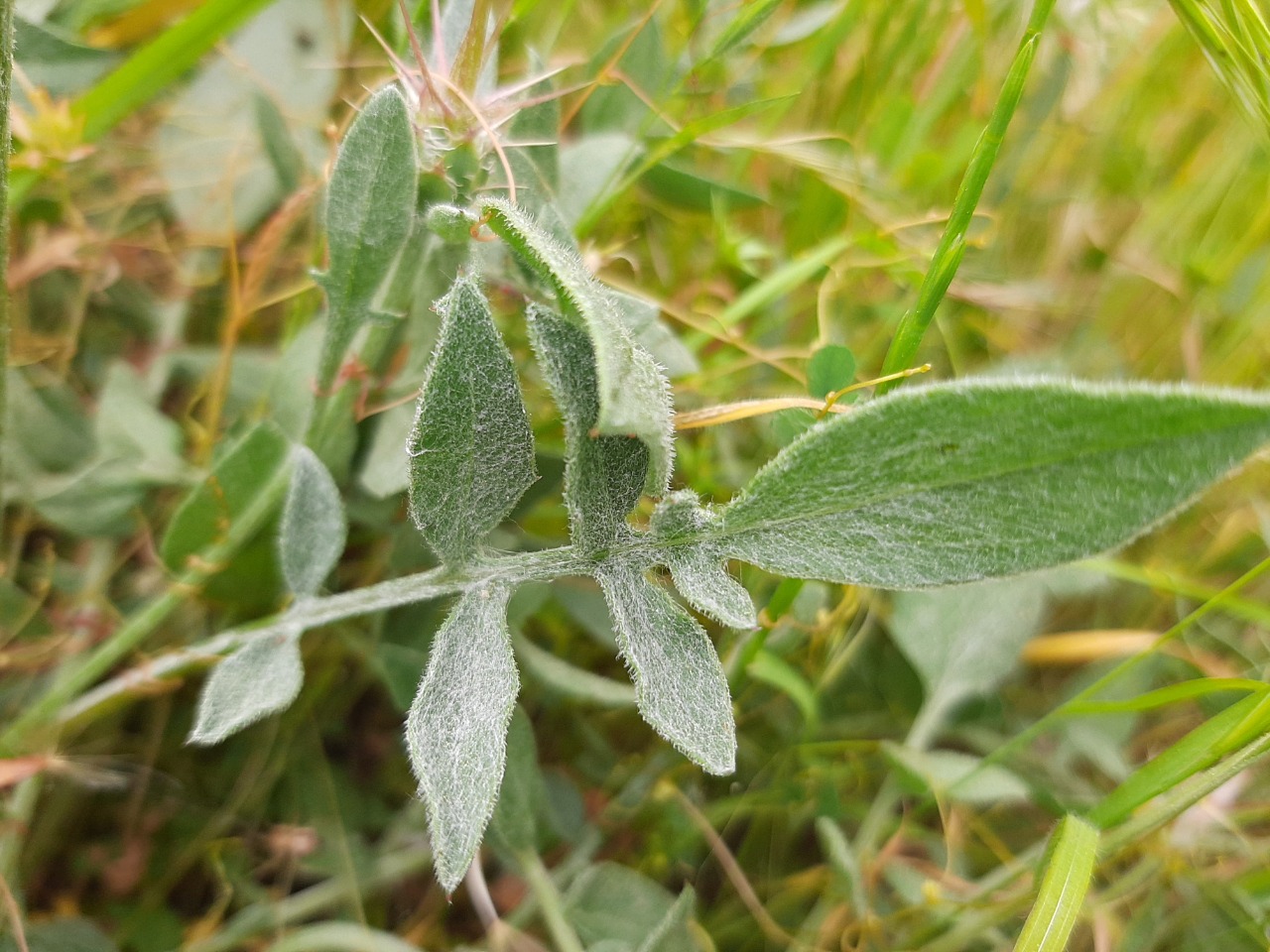 Centaurea urvillei