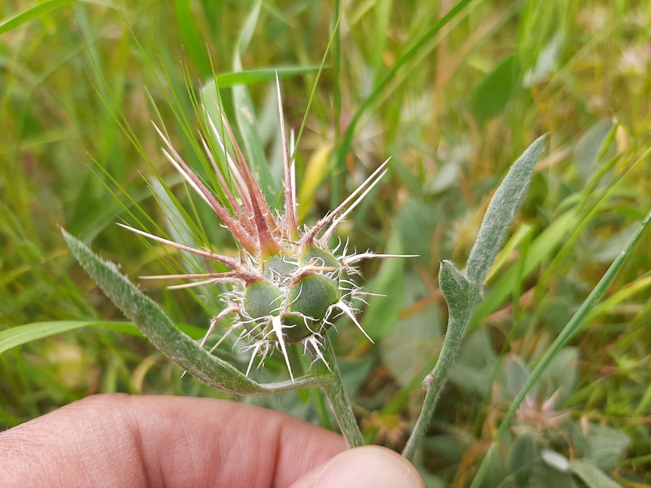 Centaurea urvillei