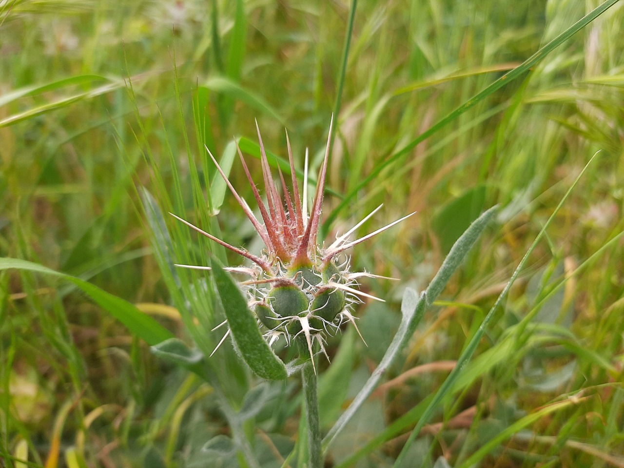 Centaurea urvillei