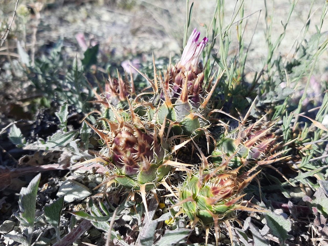 Centaurea urvillei