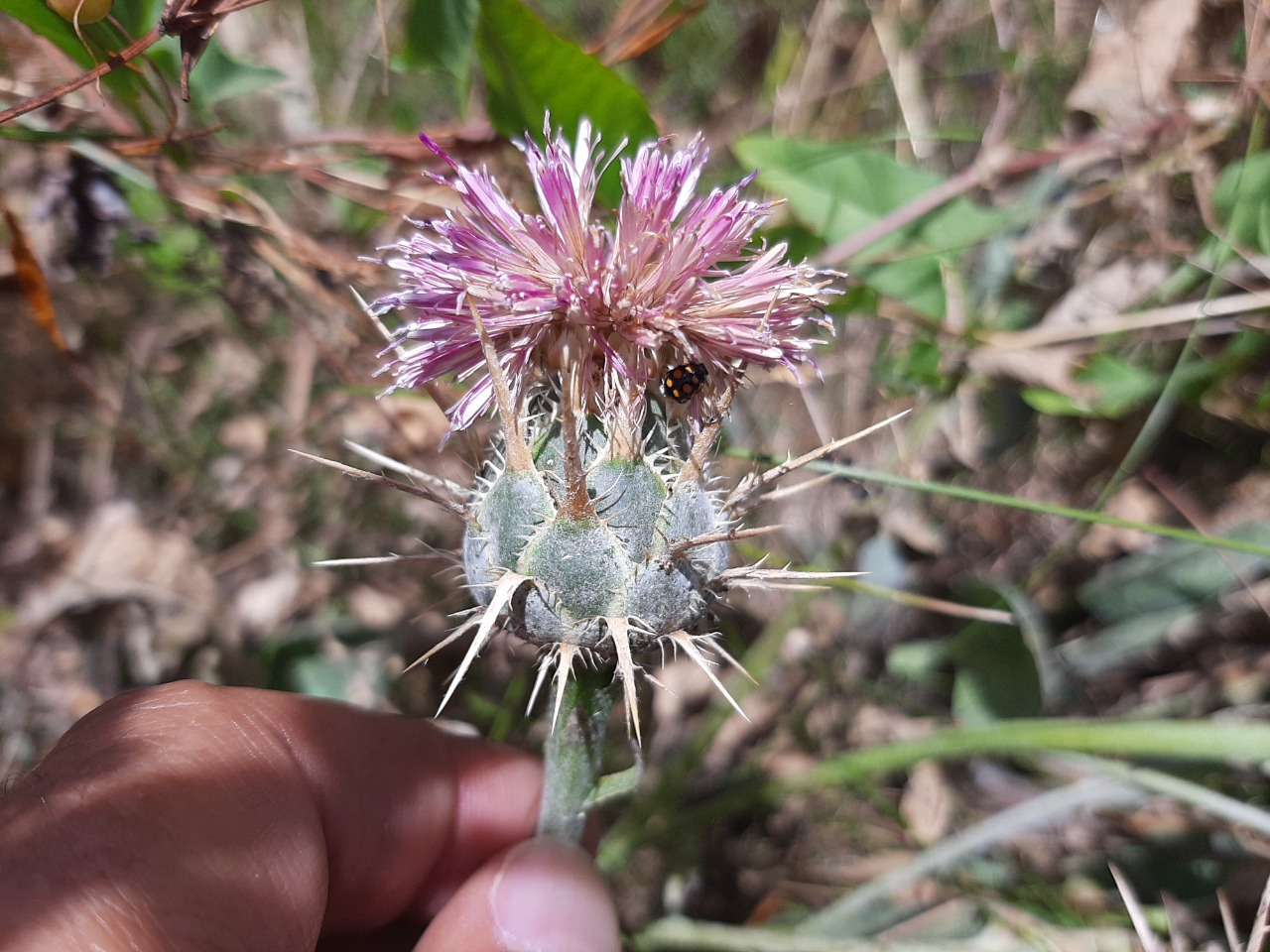 Centaurea urvillei