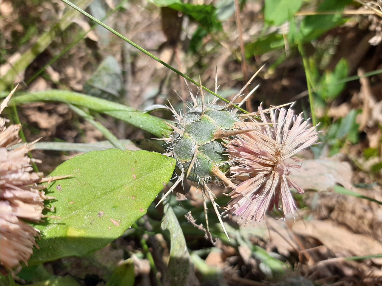 Centaurea urvillei