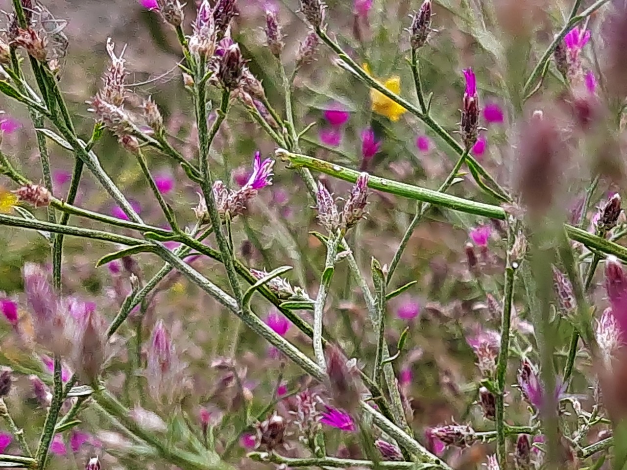 Centaurea virgata