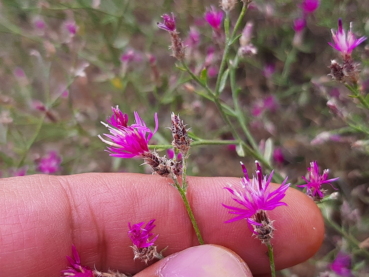 Centaurea virgata