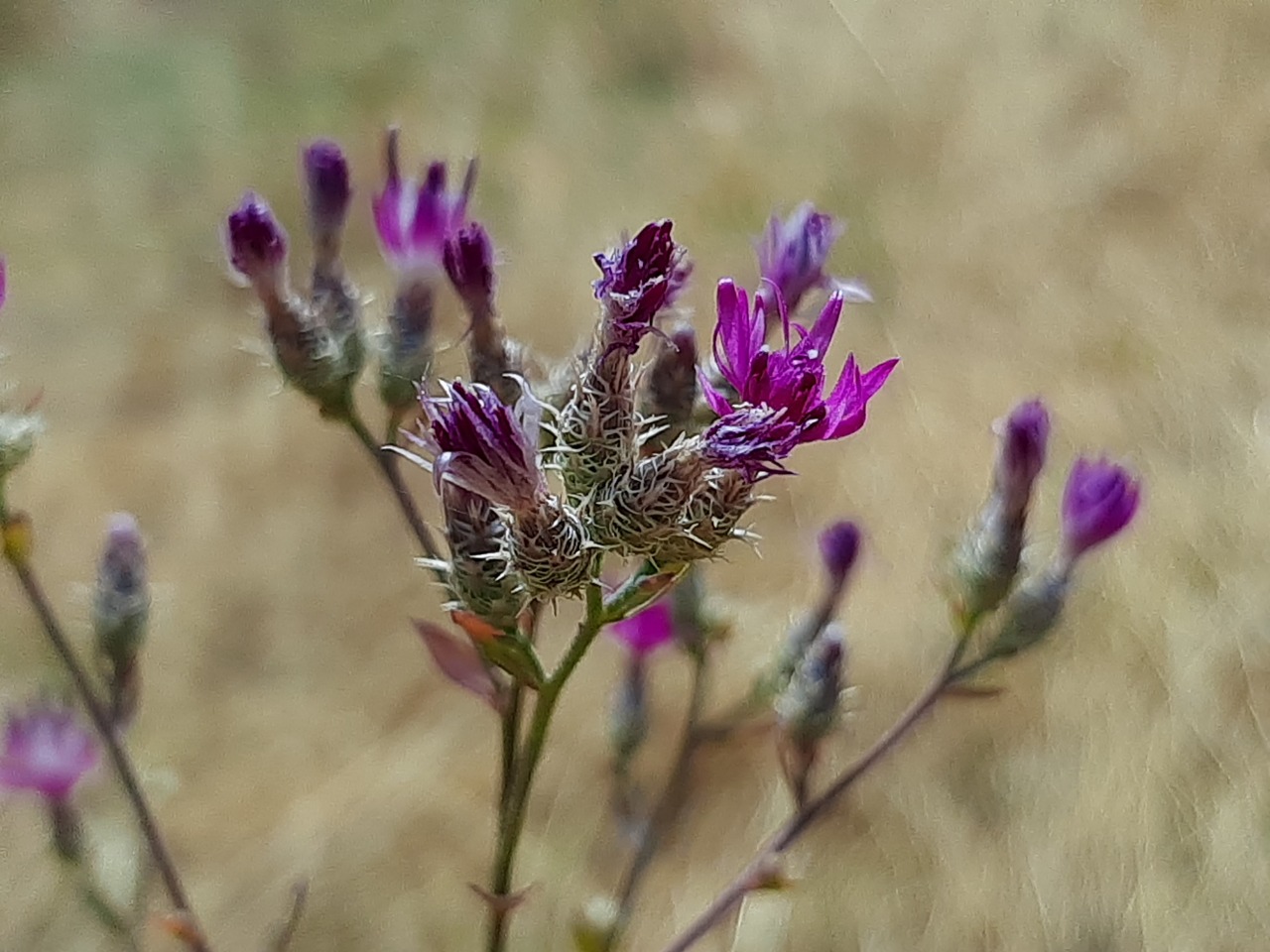 Centaurea virgata