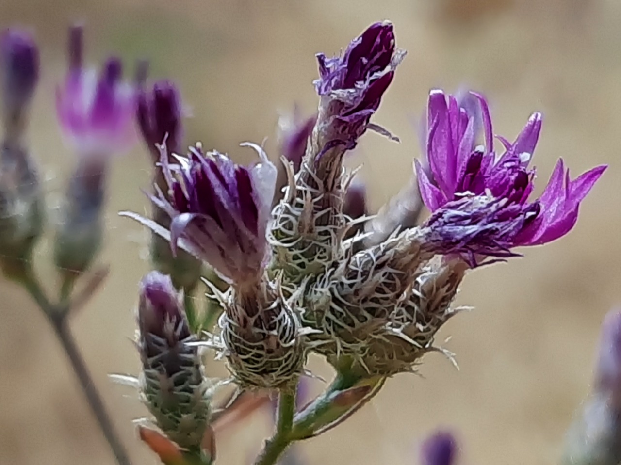 Centaurea virgata