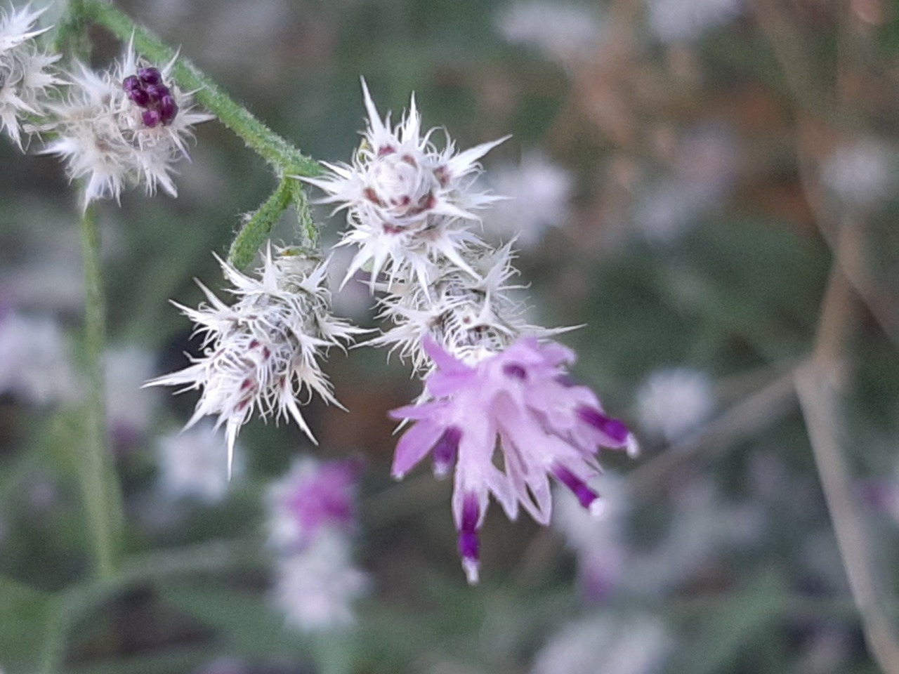 Centaurea virgata