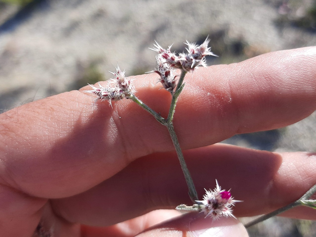Centaurea virgata