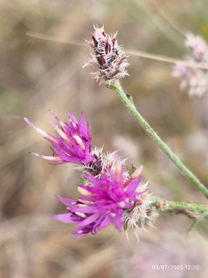 Centaurea virgata
