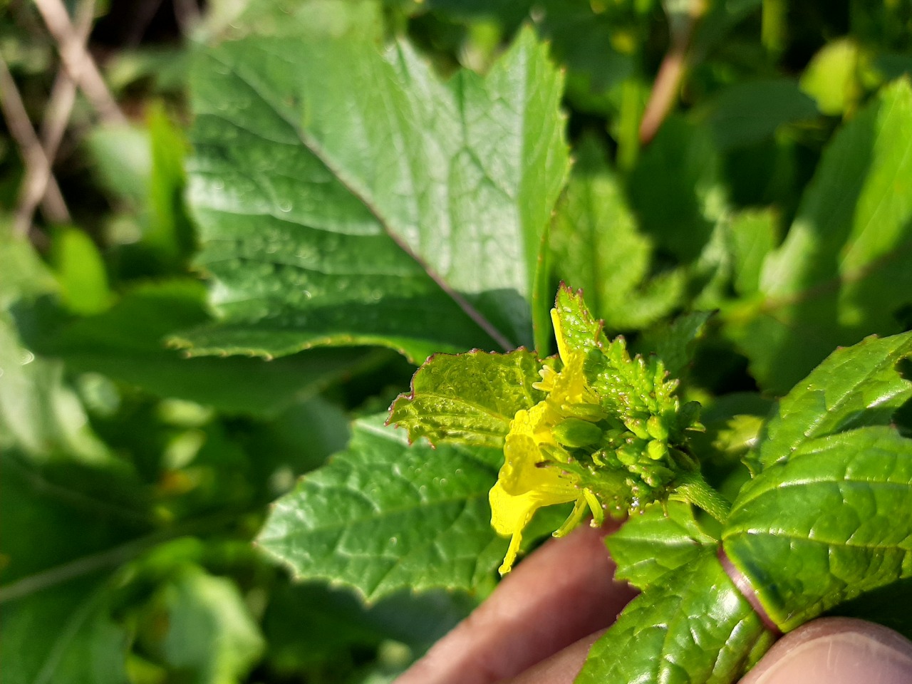 Sinapis arvensis