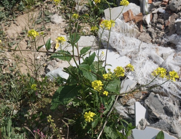 Sinapis arvensis