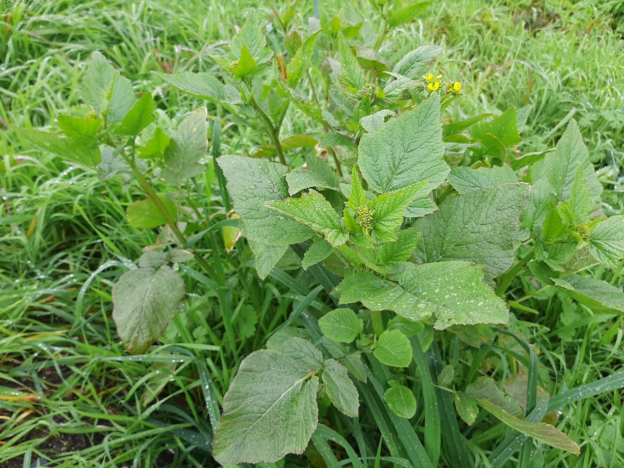 Sinapis arvensis