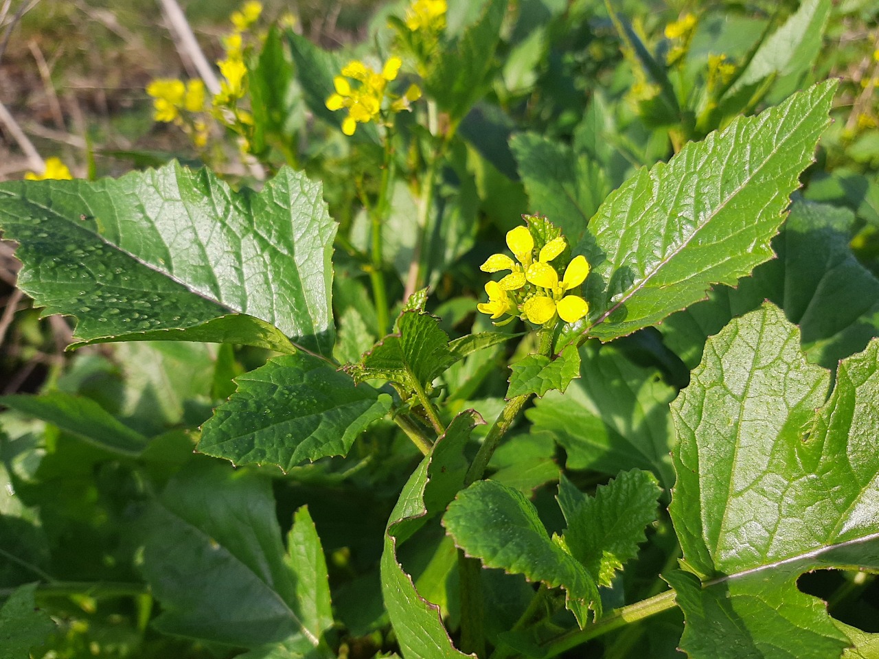 Sinapis arvensis