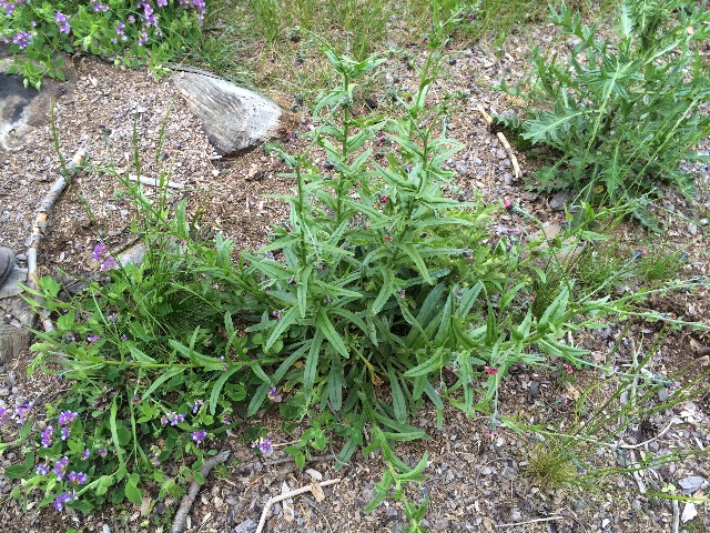 Cynoglossum montanum