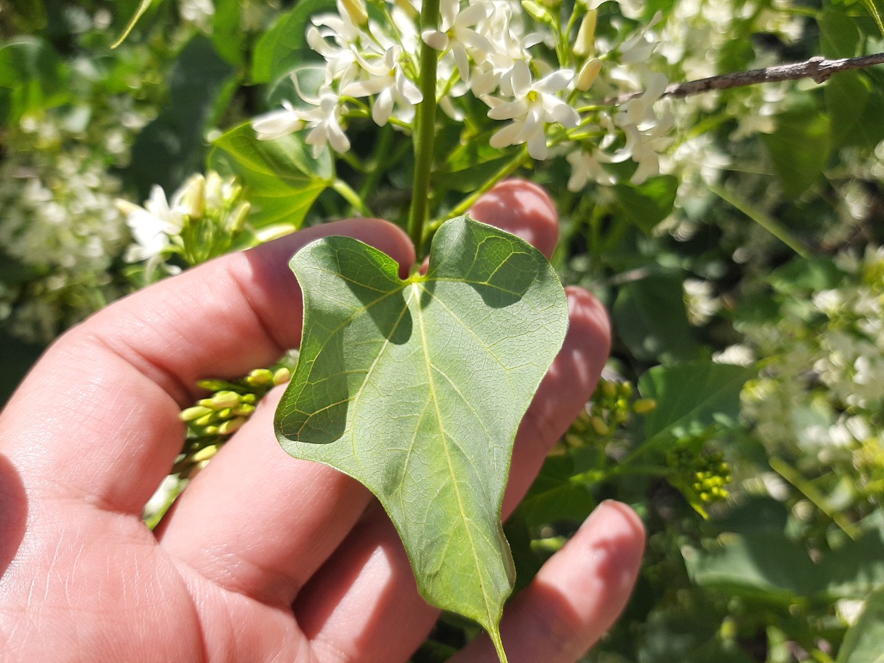 Cionura erecta