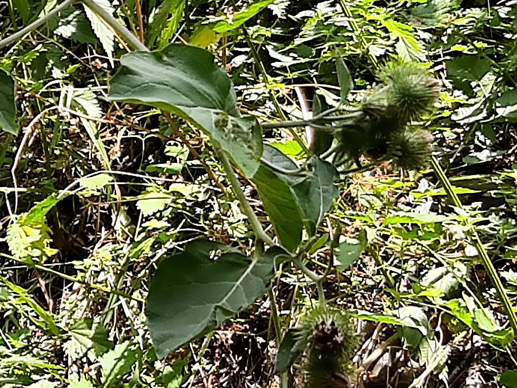 Arctium minus