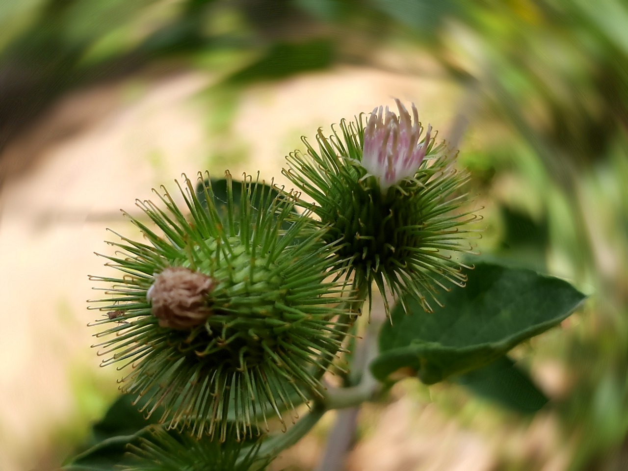 Arctium minus