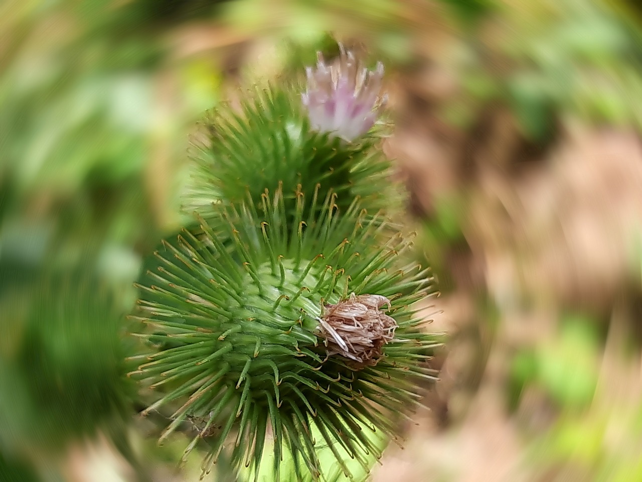 Arctium minus