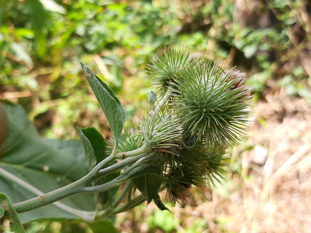 Arctium minus