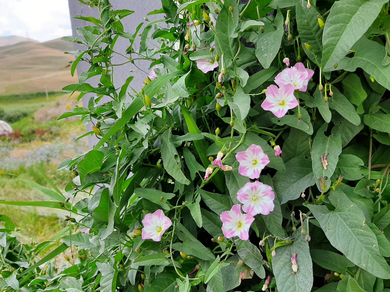 Convolvulus arvensis