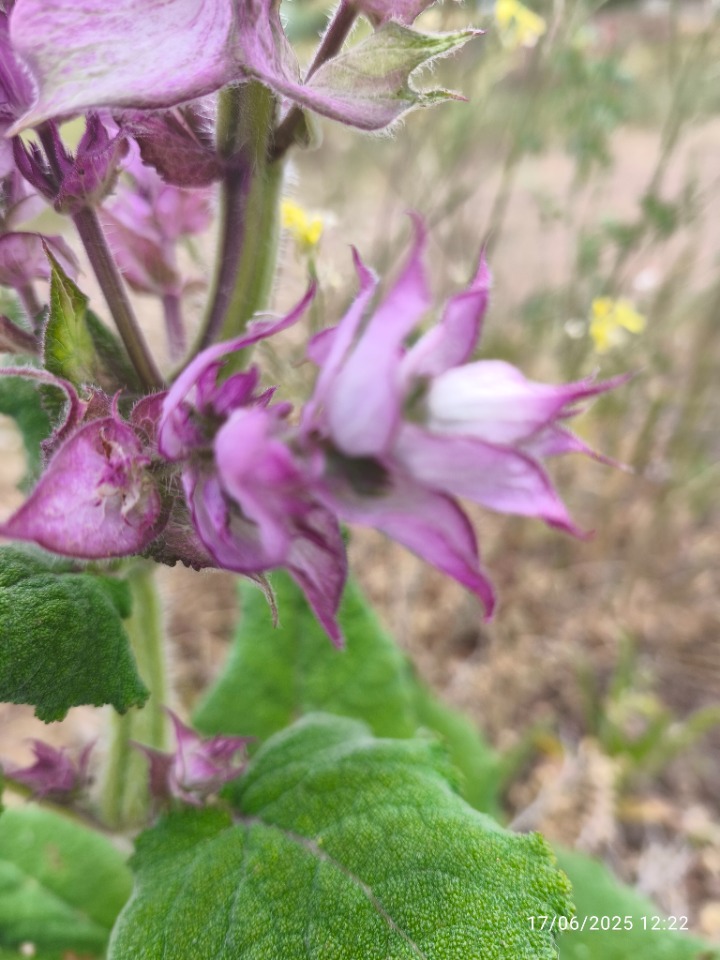 Salvia sclarea