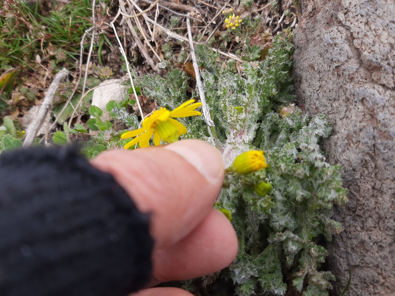 Senecio vernalis