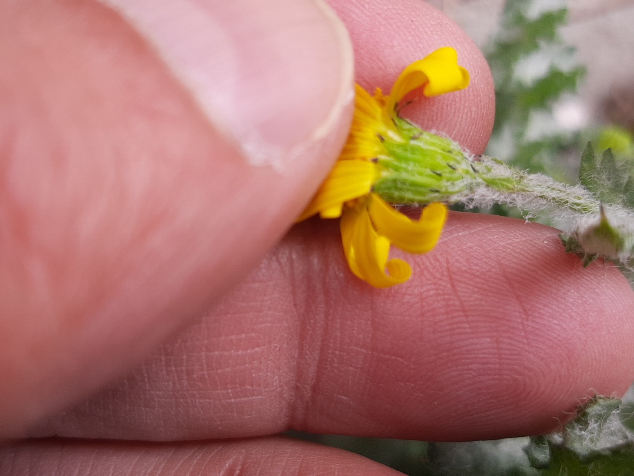 Senecio vernalis