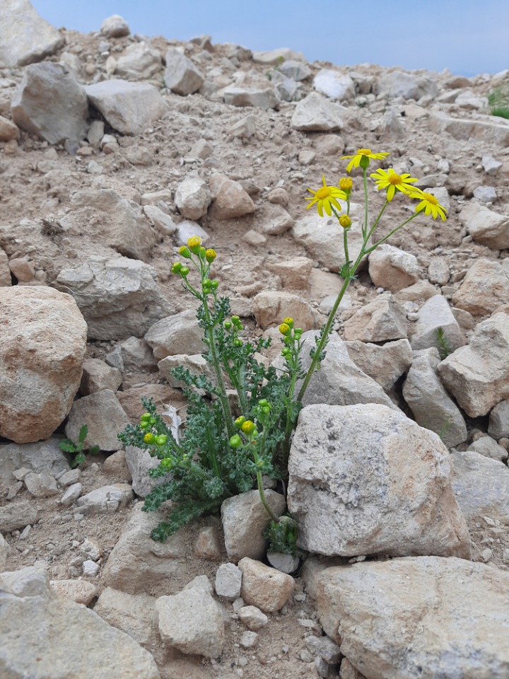 Senecio vernalis