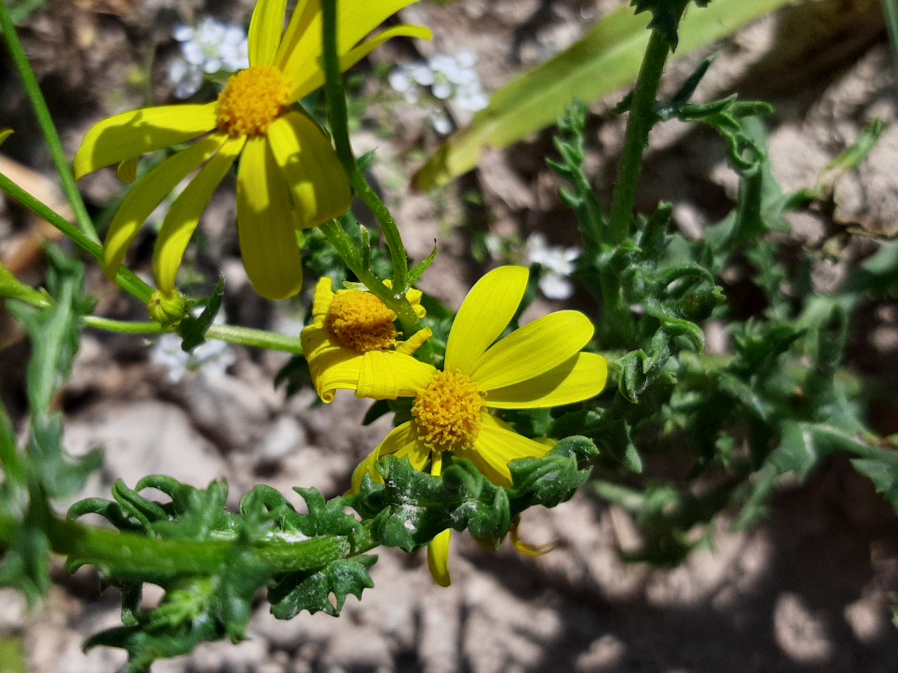 Senecio vernalis