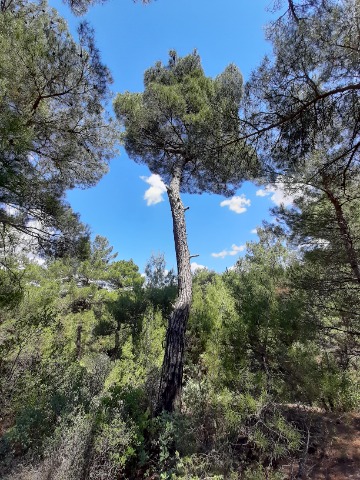 Pinus brutia