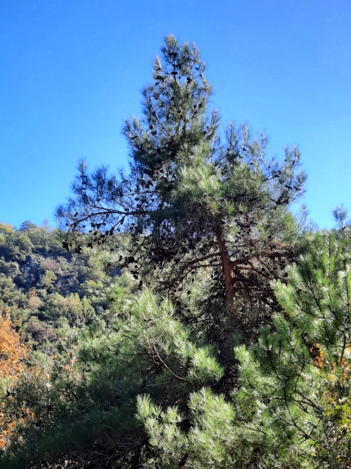 Pinus brutia