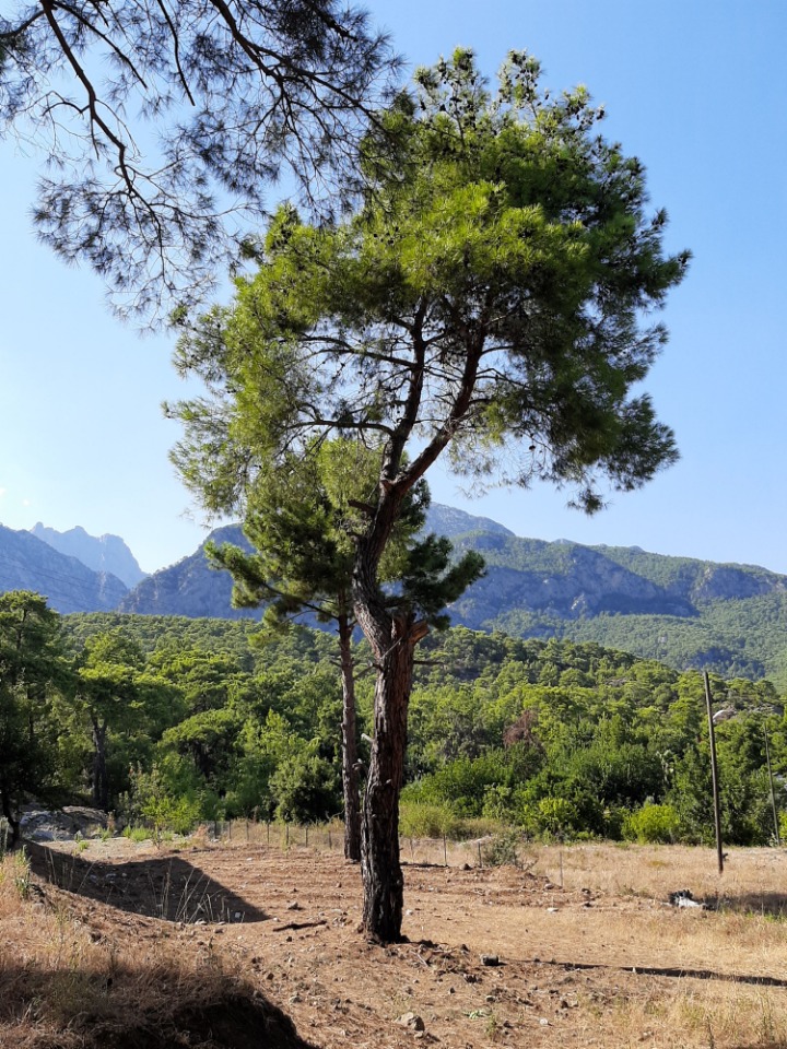 Pinus brutia