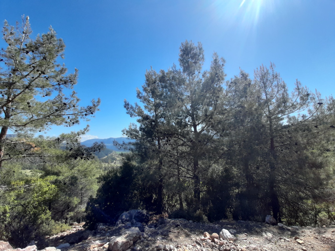 Pinus brutia
