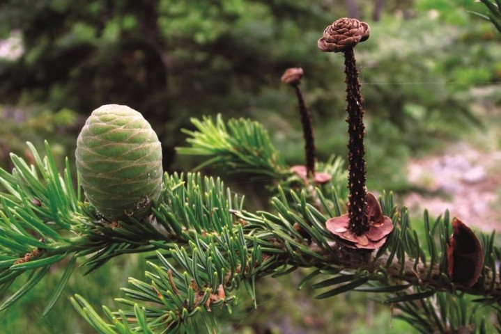 Abies cilicica subsp. cilicica