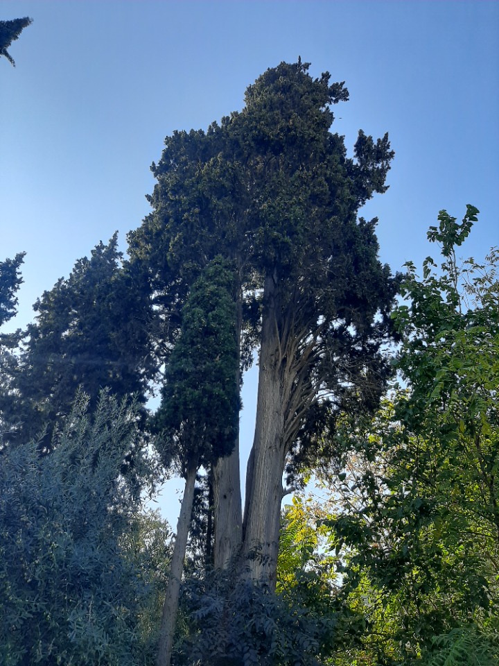 Cupressus sempervirens