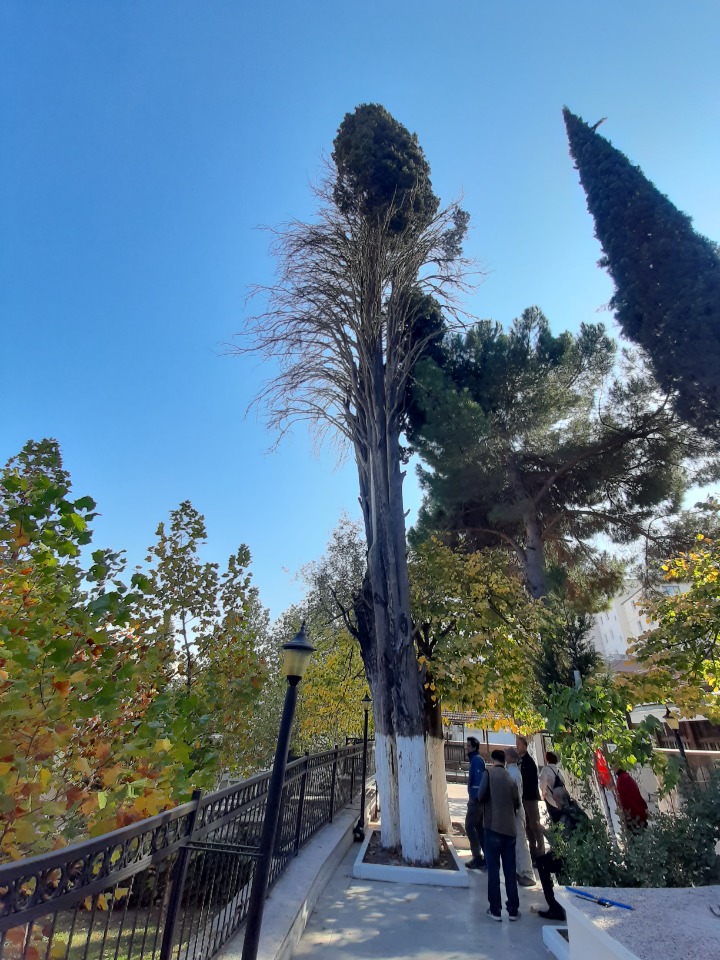 Cupressus sempervirens