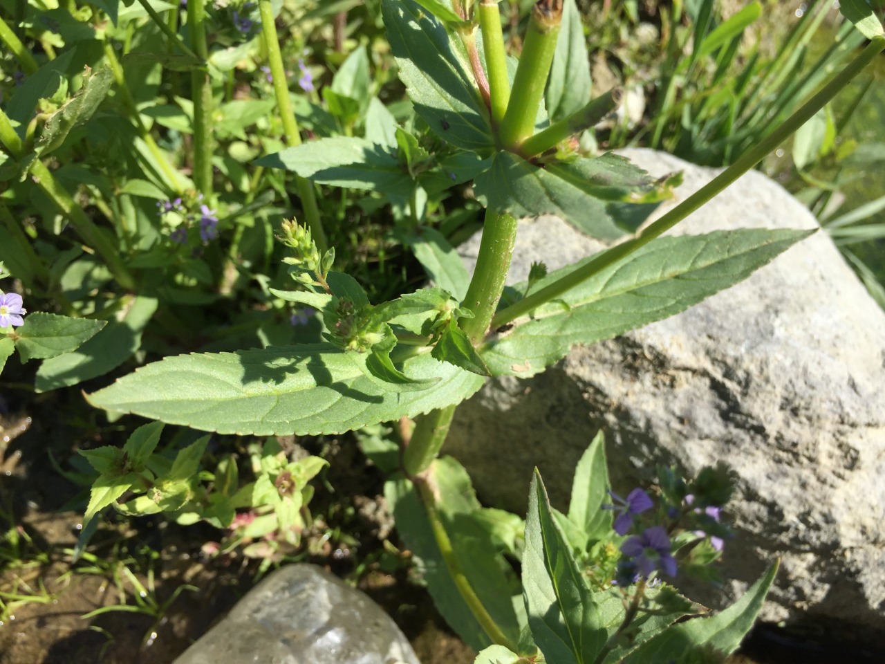 Veronica anagallis-aquatica