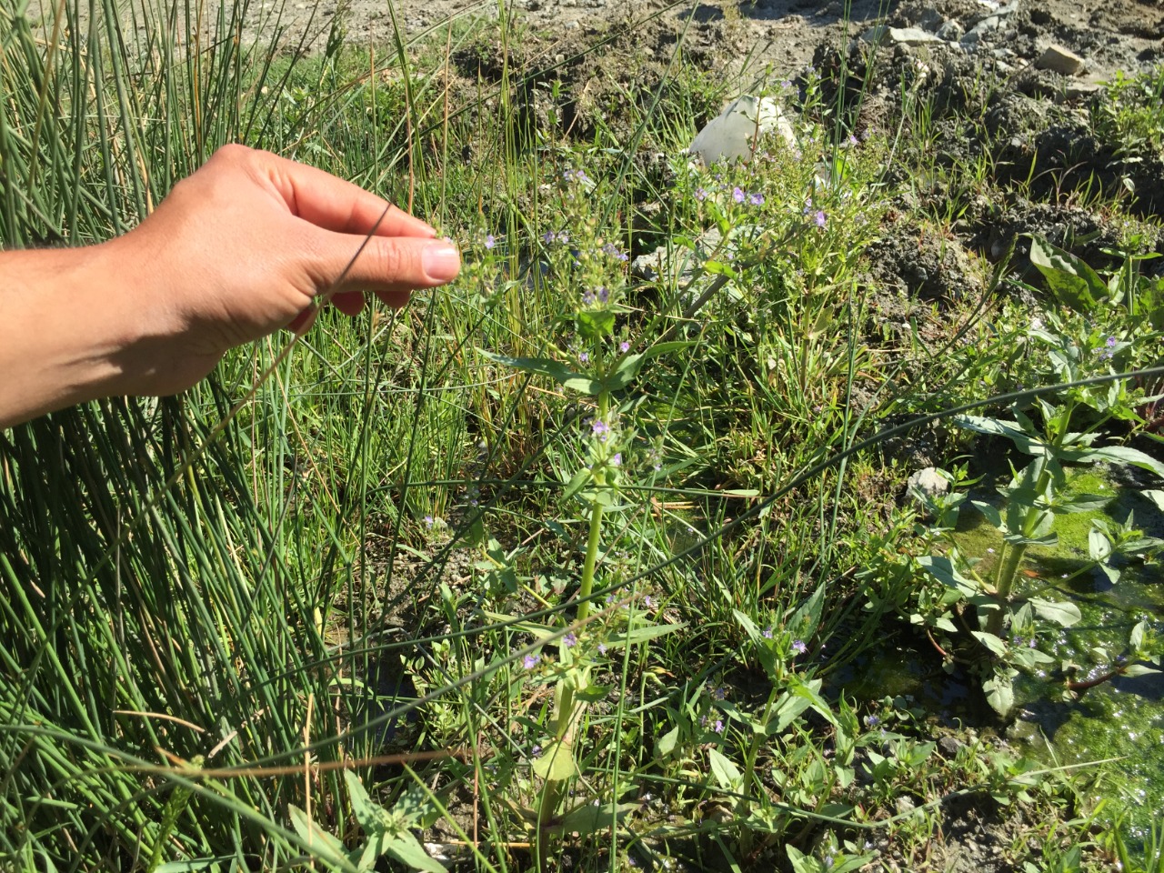 Veronica anagallis-aquatica