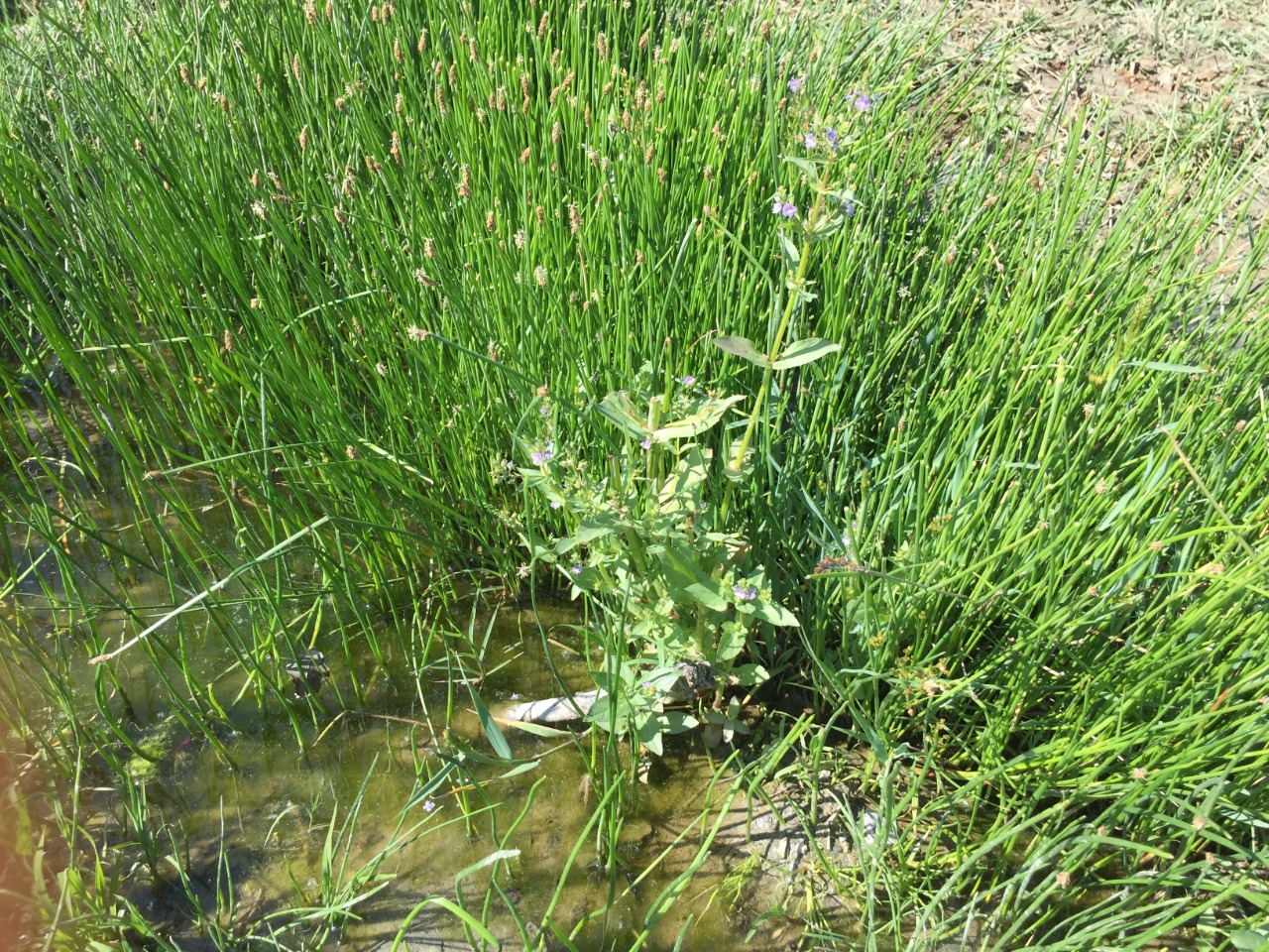 Veronica anagallis-aquatica