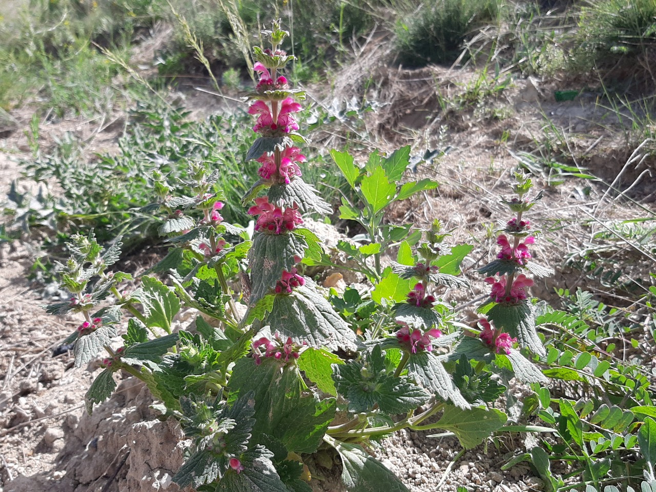 Lamium orientale